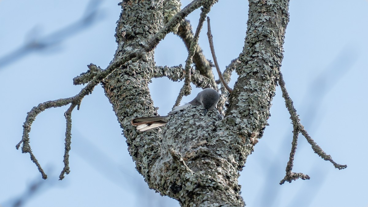 Blue-gray Gnatcatcher - ML638317001