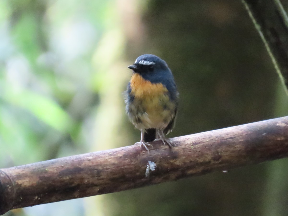 Snowy-browed Flycatcher - ML638317003