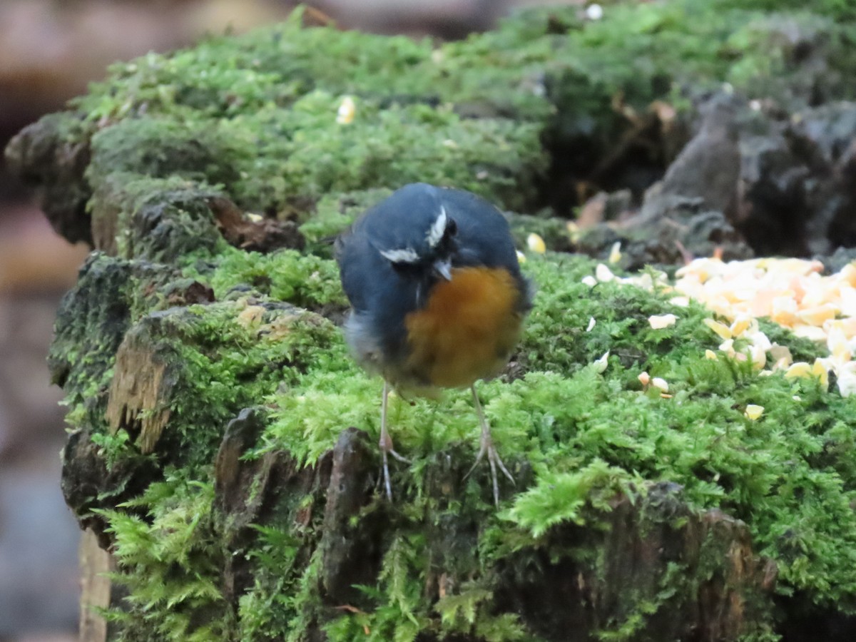Snowy-browed Flycatcher - ML638317004