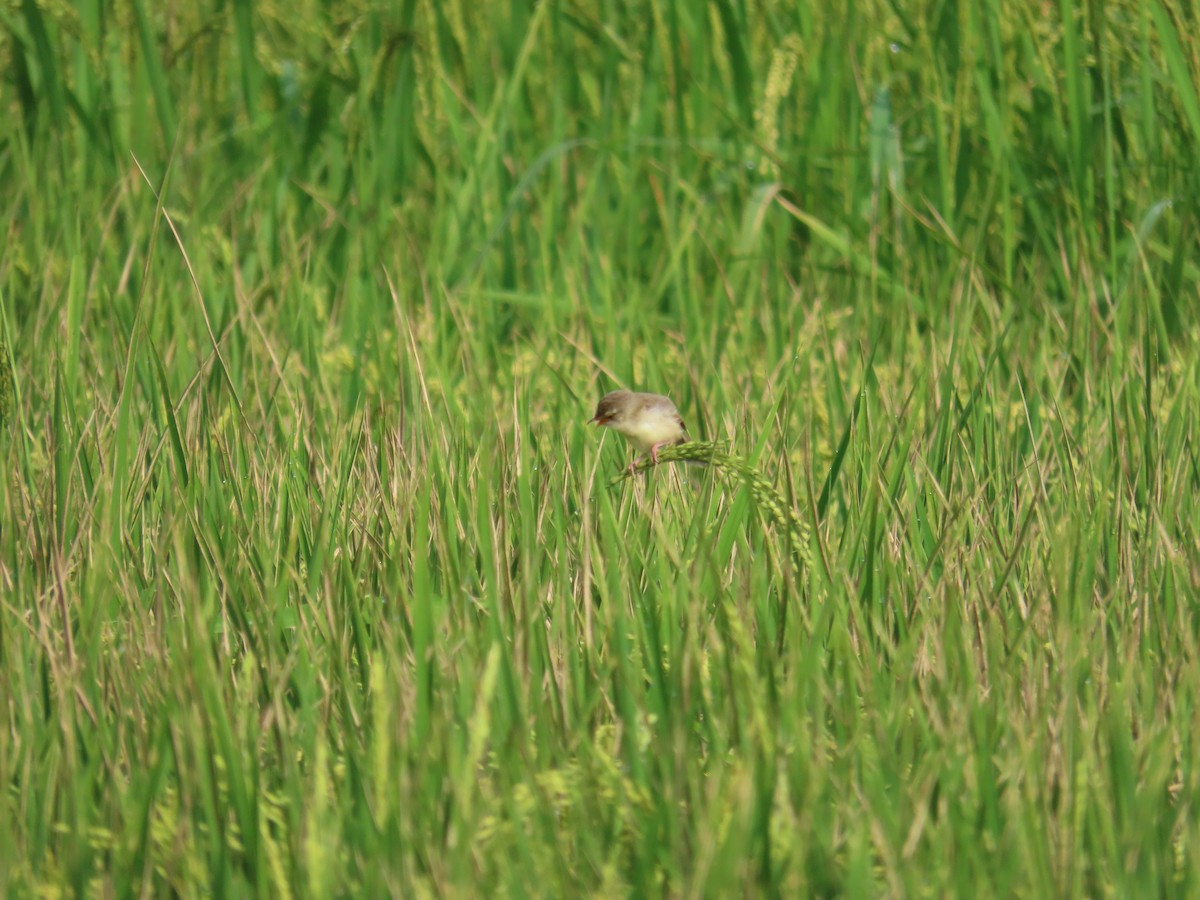Plain Prinia - ML638317005