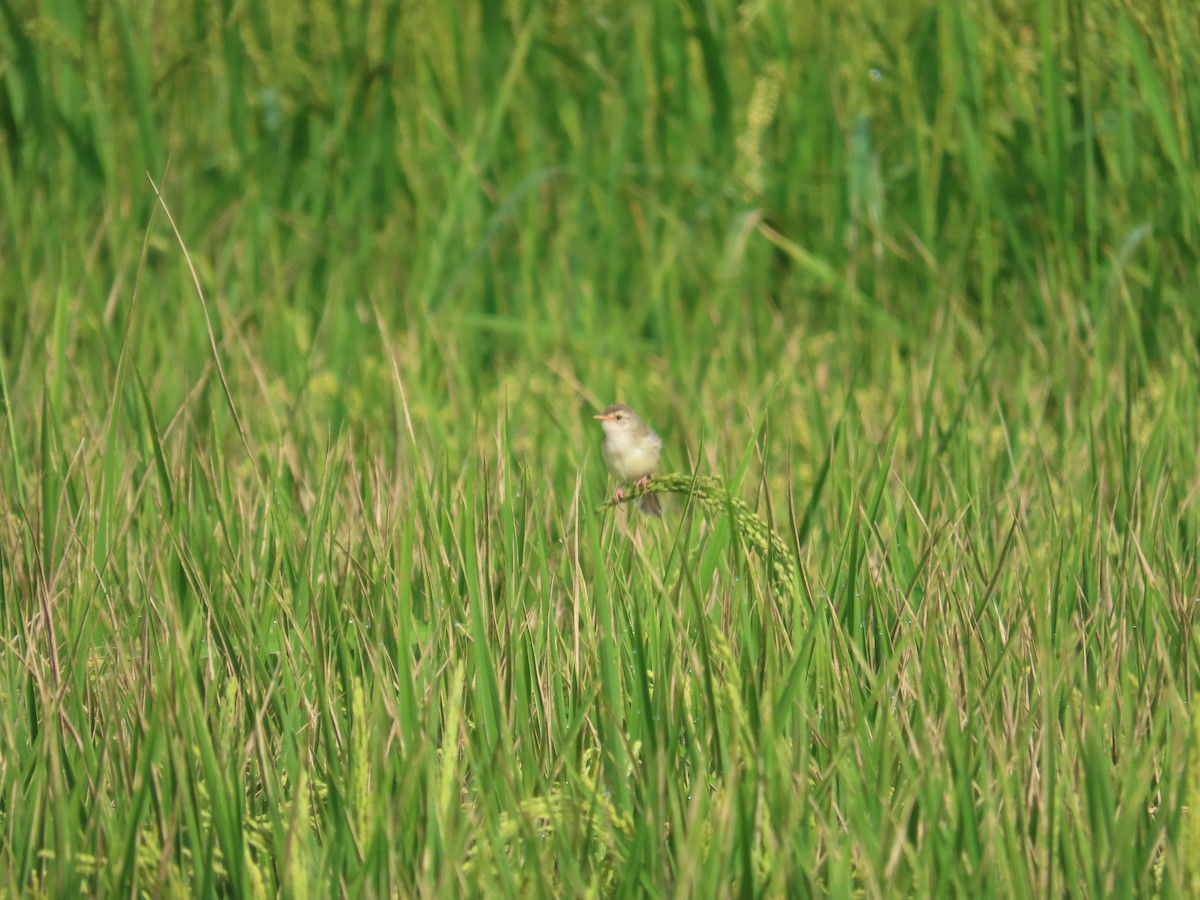 Plain Prinia - ML638317006