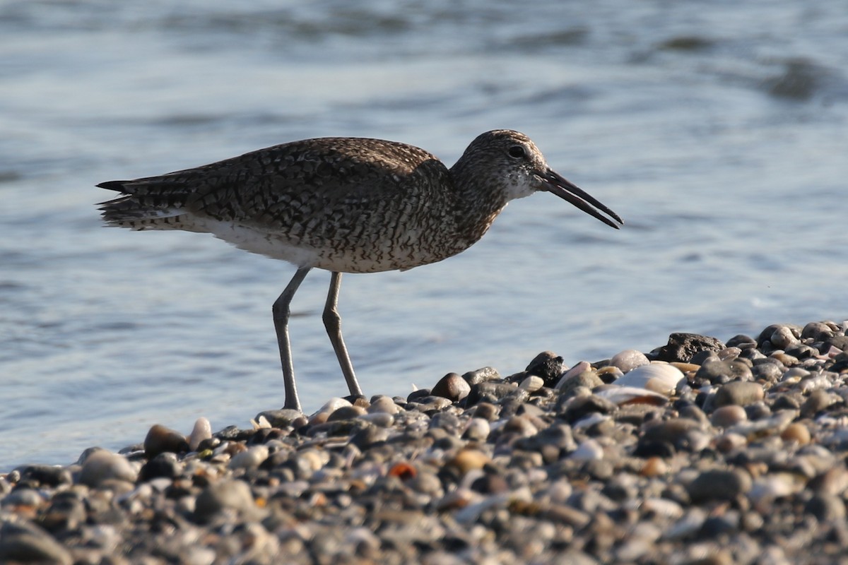 Willet - ML638317010