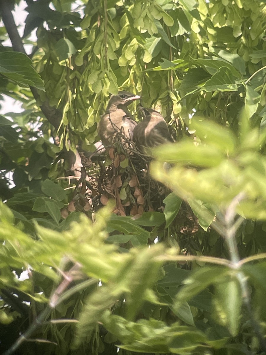 Cedar Waxwing - ML638317011