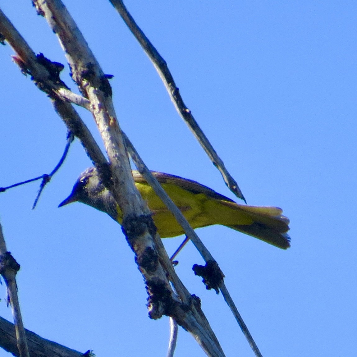 MacGillivray's Warbler - ML638317014