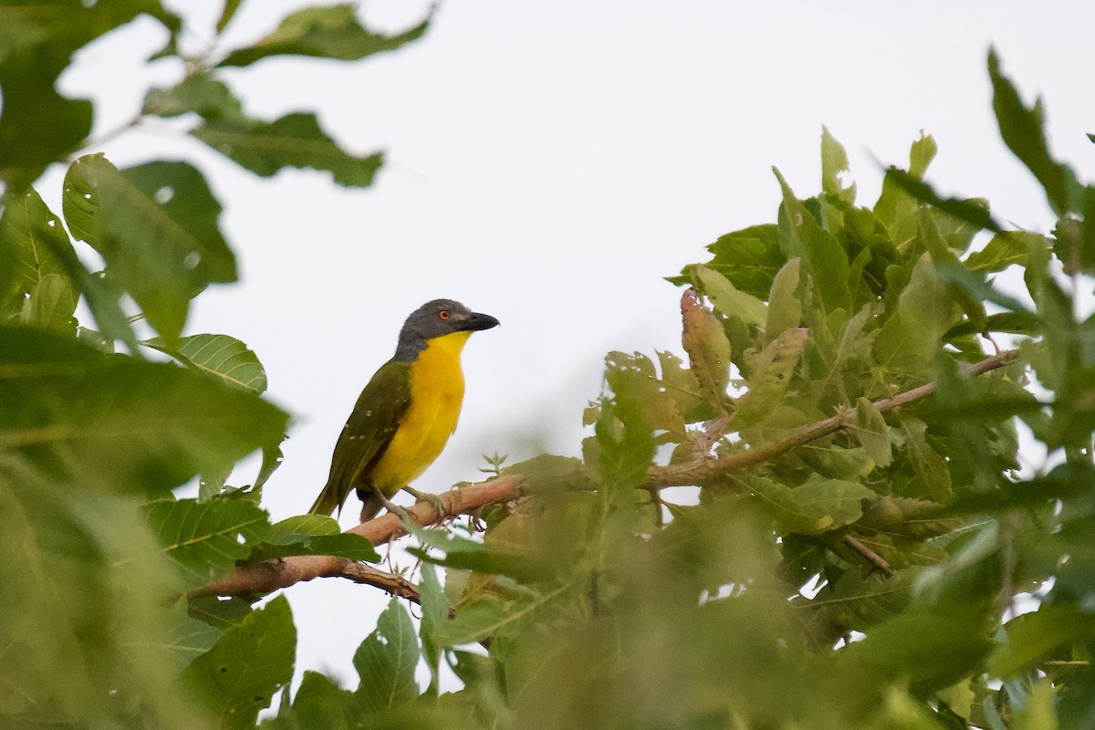 Gray-headed Bushshrike - ML638317016