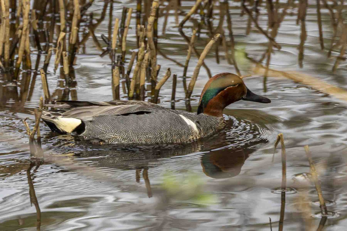 Green-winged Teal - ML638317017