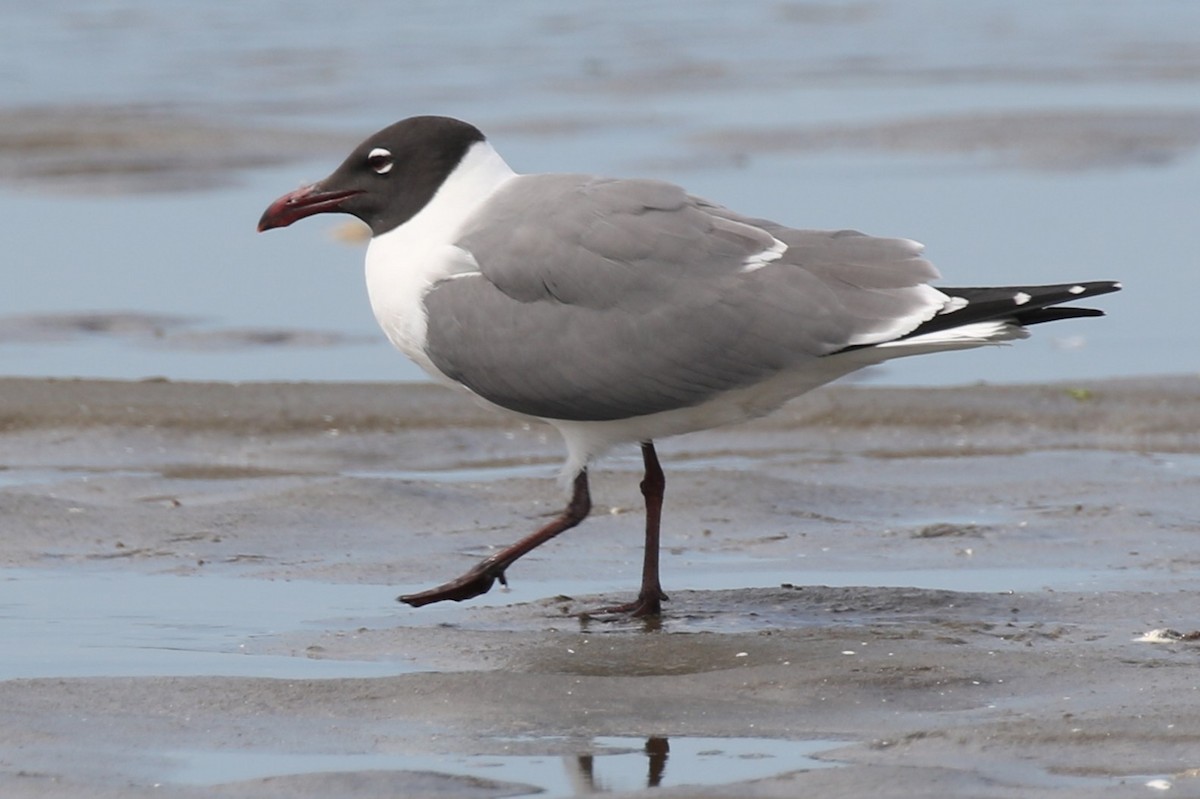 Laughing Gull - ML638317018
