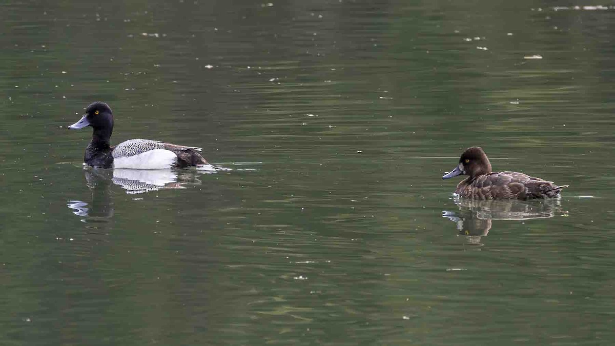 Lesser Scaup - ML638317019