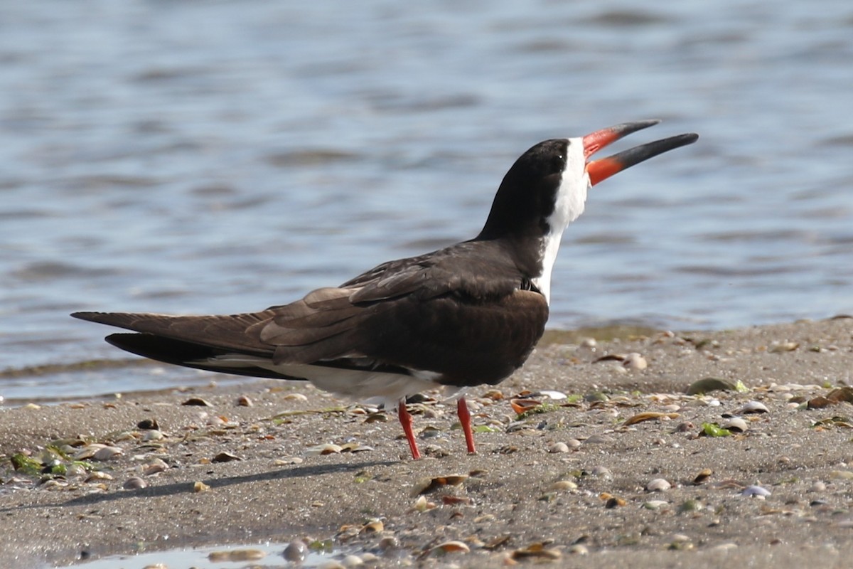 Black Skimmer - ML638317020