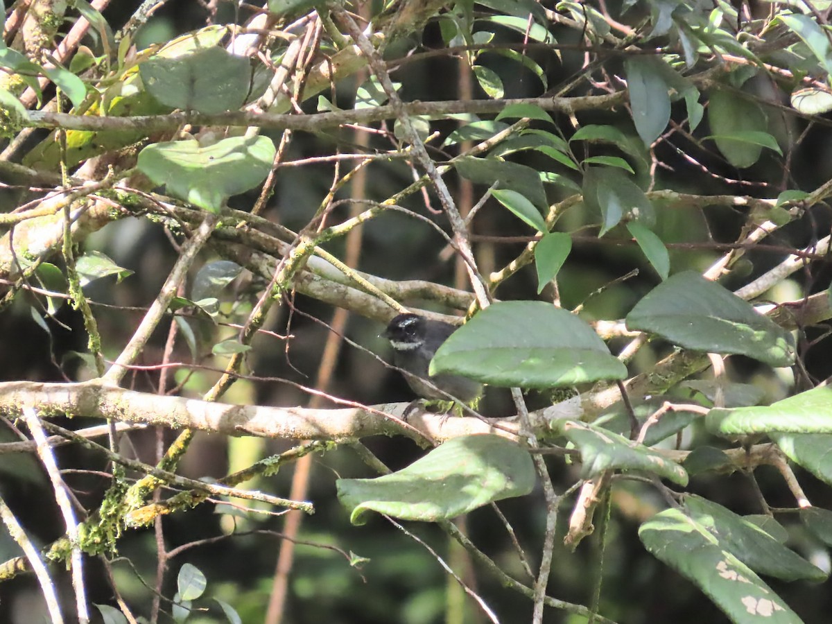 White-throated Fantail - ML638317021