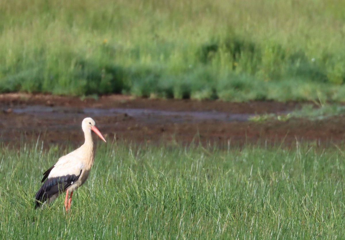 White Stork - ML638317031
