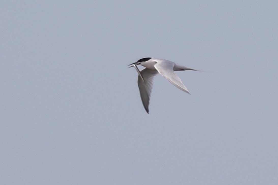 Roseate Tern - ML638317038