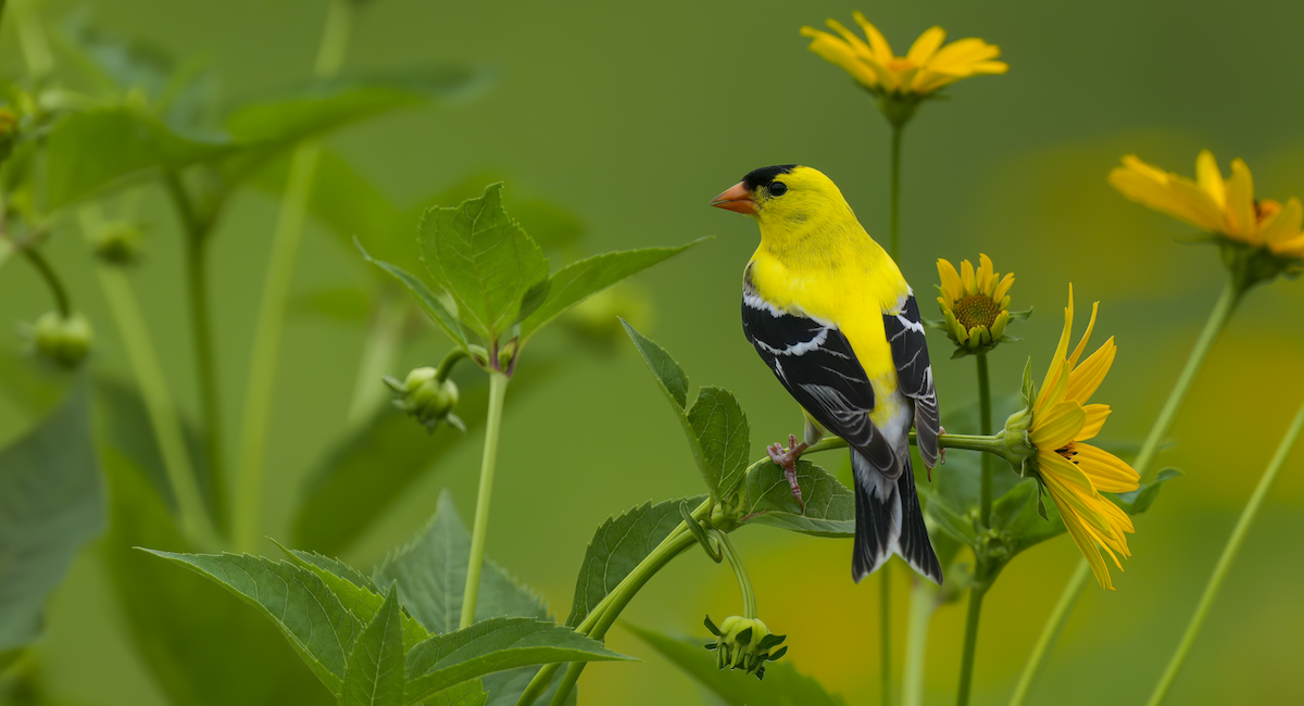 American Goldfinch - ML638317051