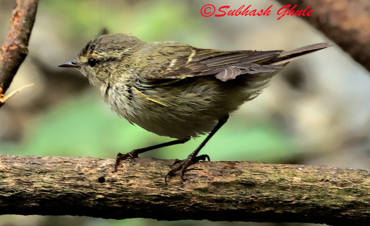 Hume's Warbler - ML638317053