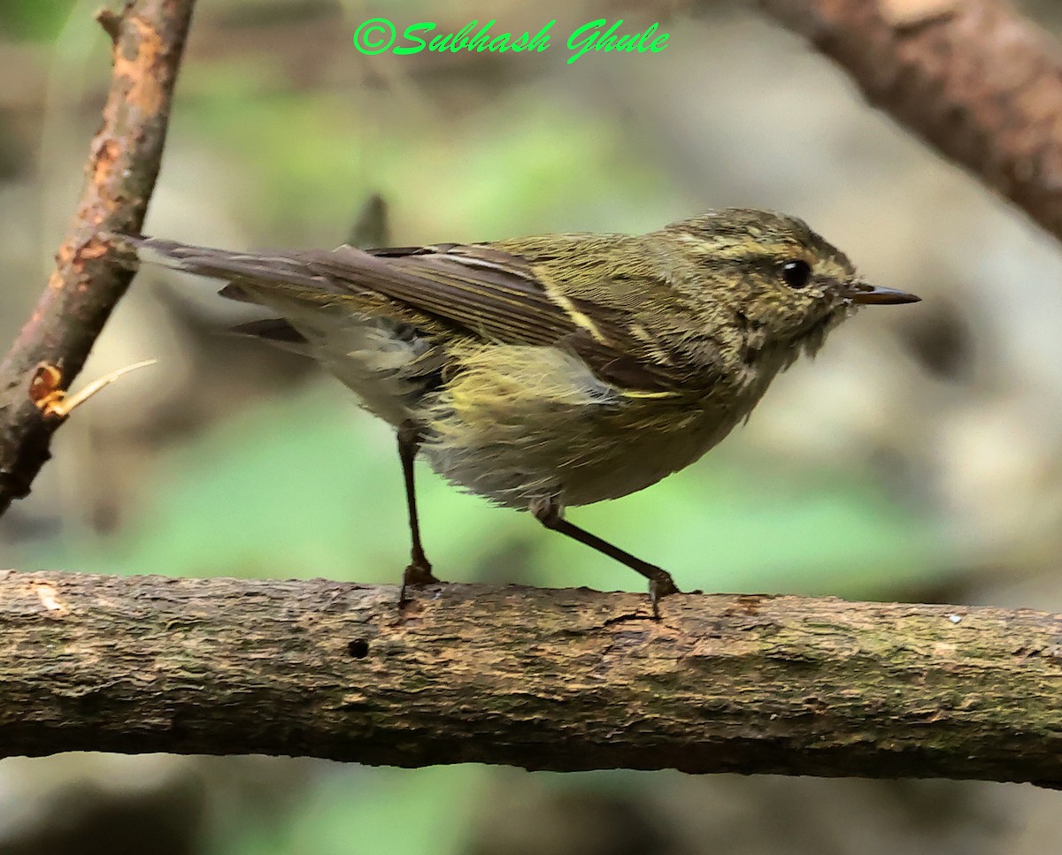 Hume's Warbler - ML638317055
