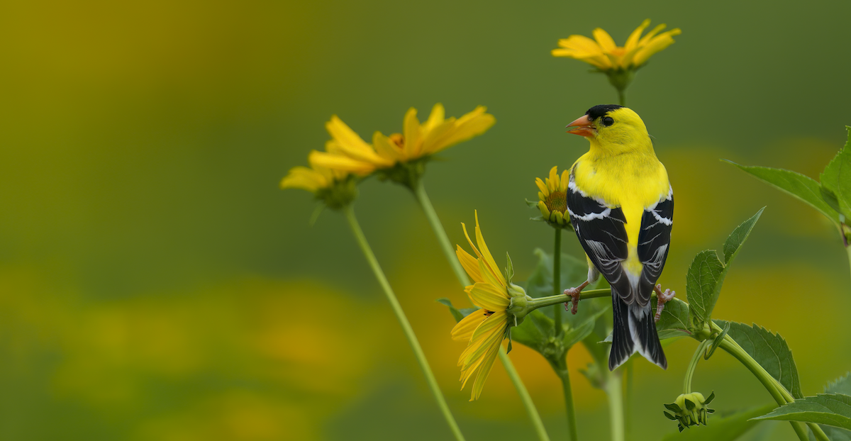 American Goldfinch - ML638317056