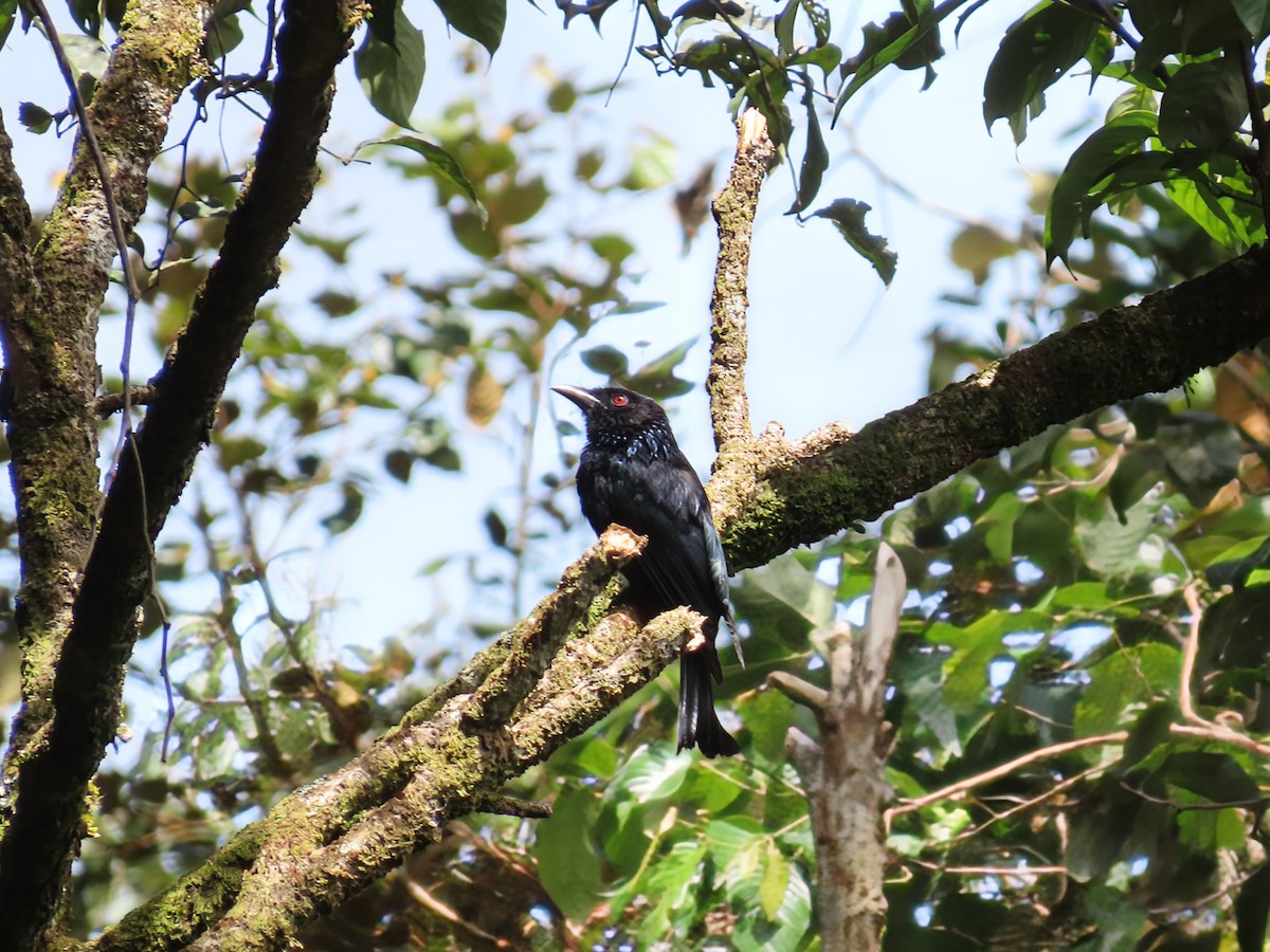Hair-crested Drongo (Bornean) - ML638317058