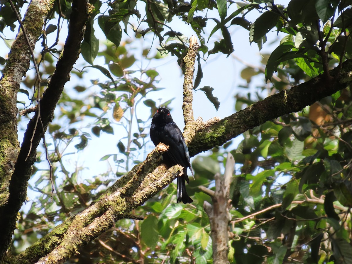 Hair-crested Drongo (Bornean) - ML638317059