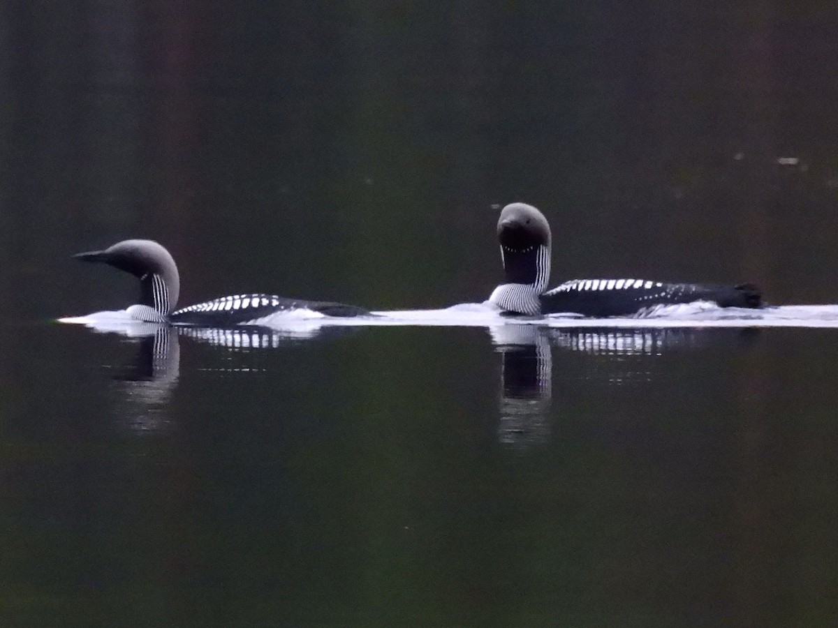 Arctic Loon - ML638317069
