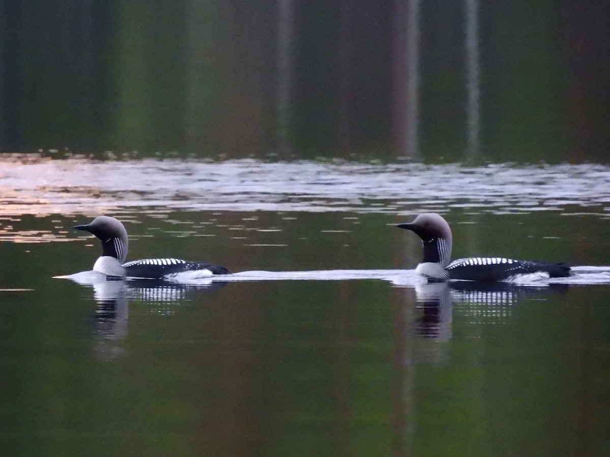Arctic Loon - ML638317070