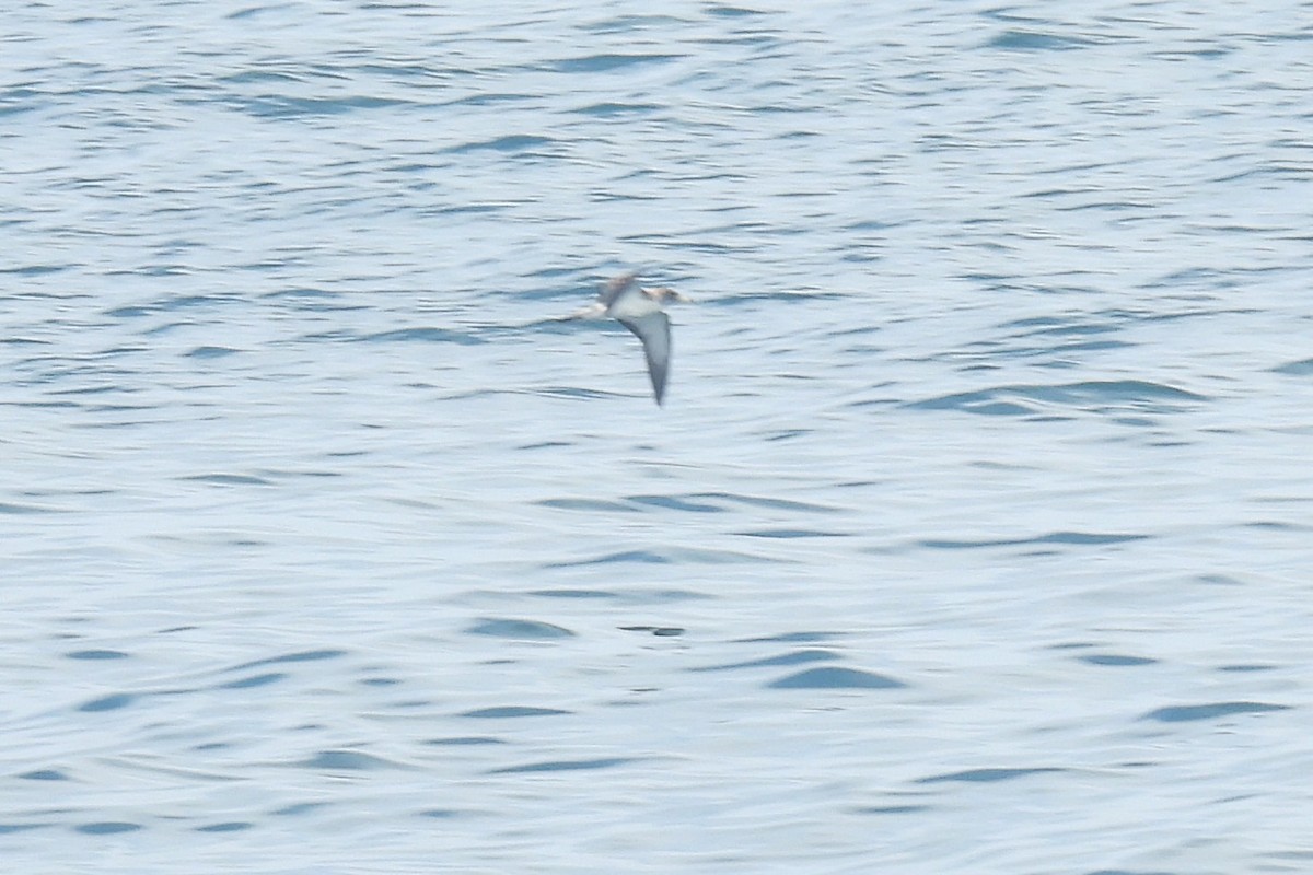 Cory's Shearwater - ML638317076