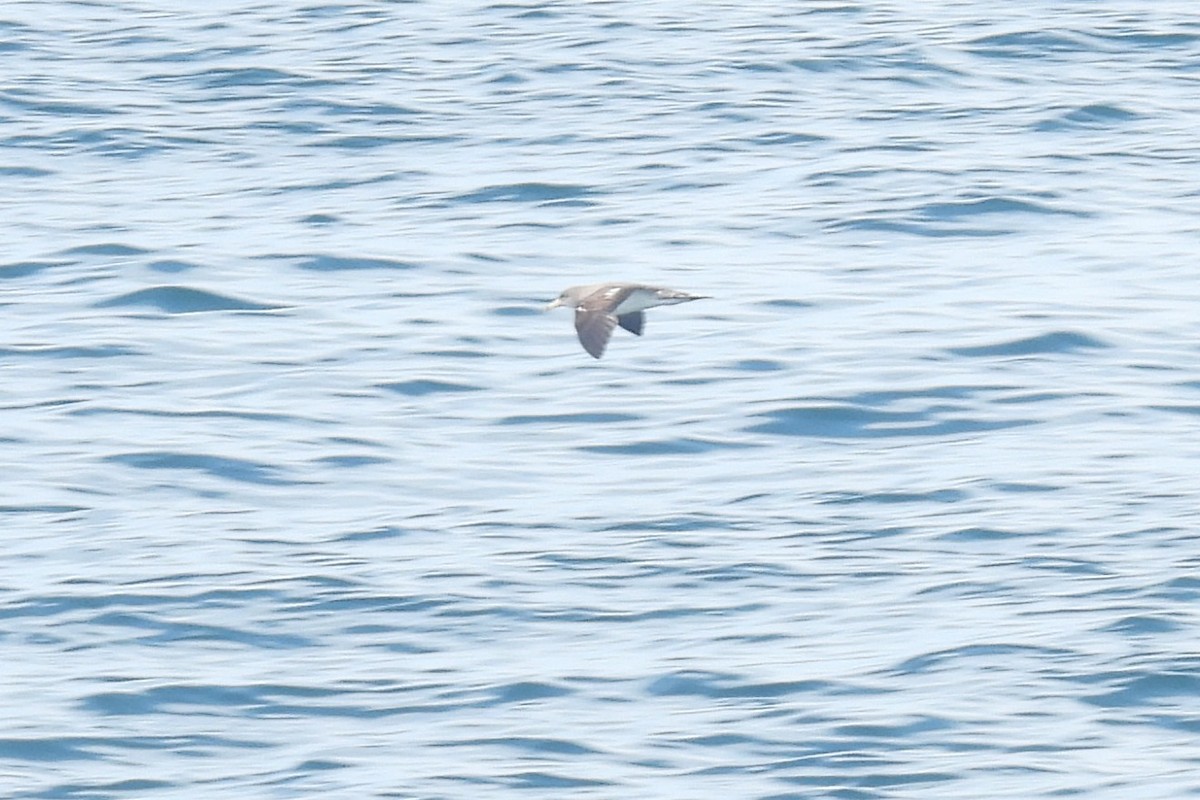 Cory's Shearwater - ML638317077