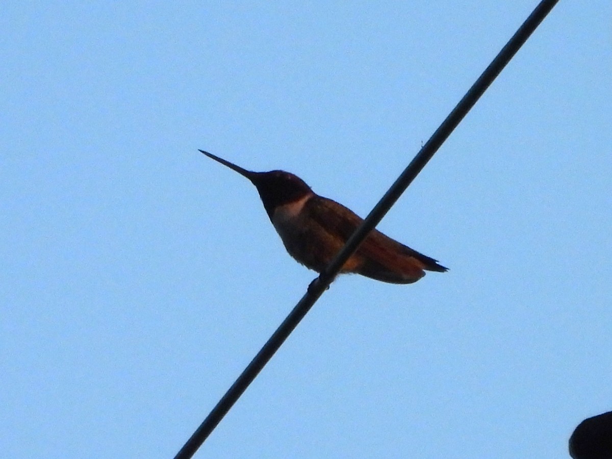 Black-chinned Hummingbird - ML638317079