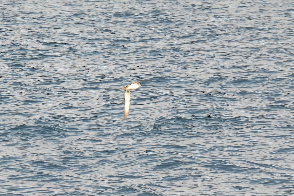 Puffin majeur - ML638317089