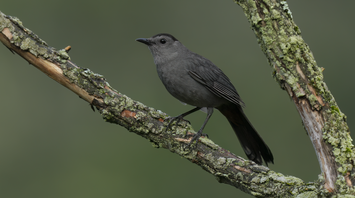 Miaulari grisa - ML638317095