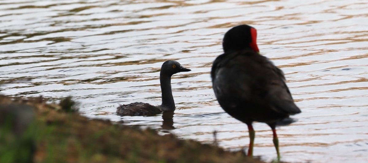 Least Grebe - ML638317096