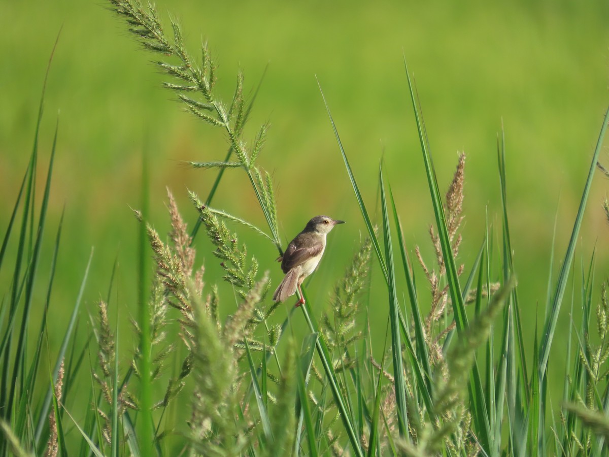 Plain Prinia - ML638317100