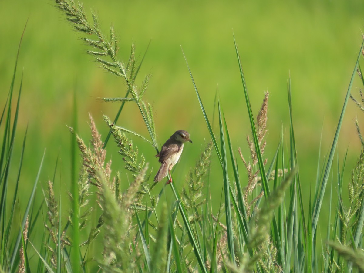 Plain Prinia - ML638317101