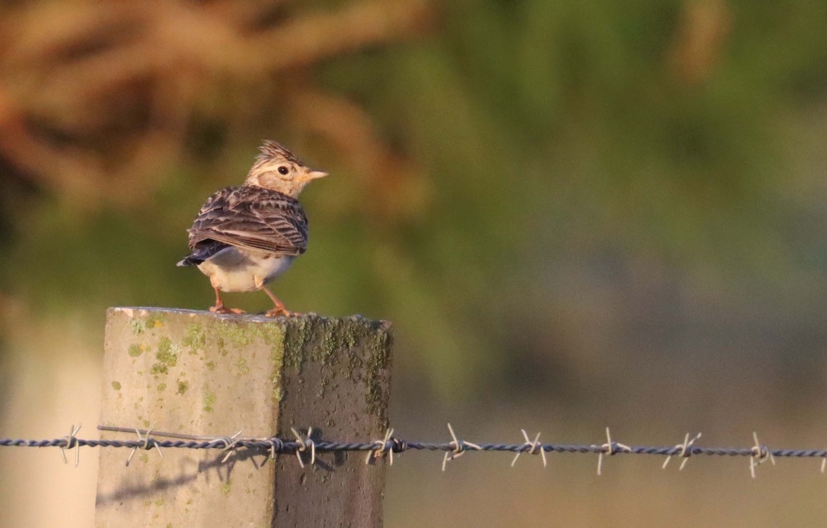 Eurasian Skylark - ML638317102