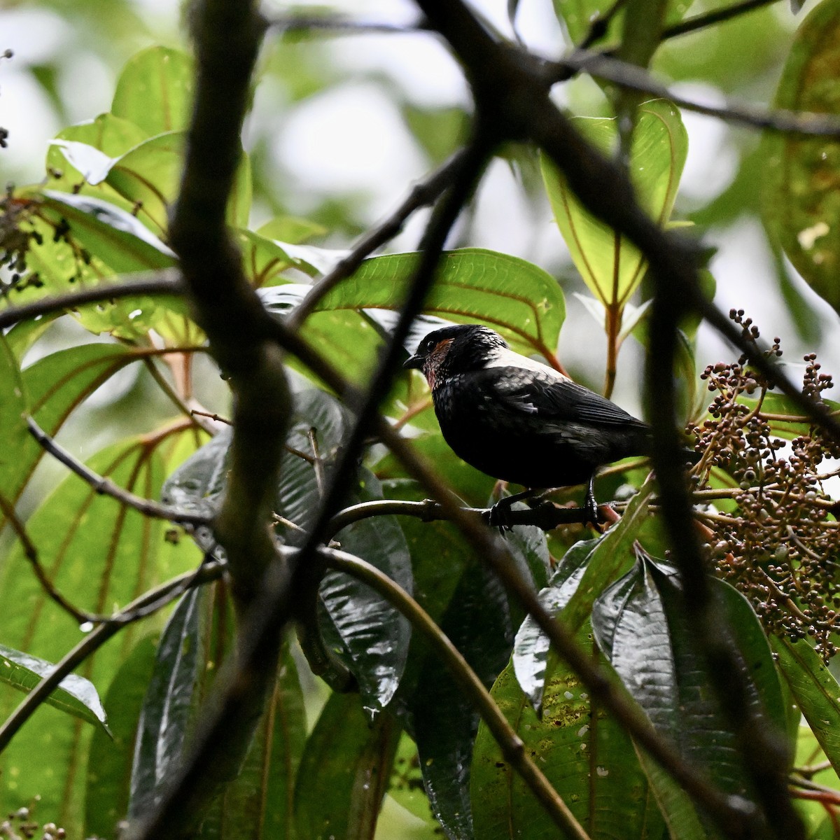 Silvery Tanager - ML638317122