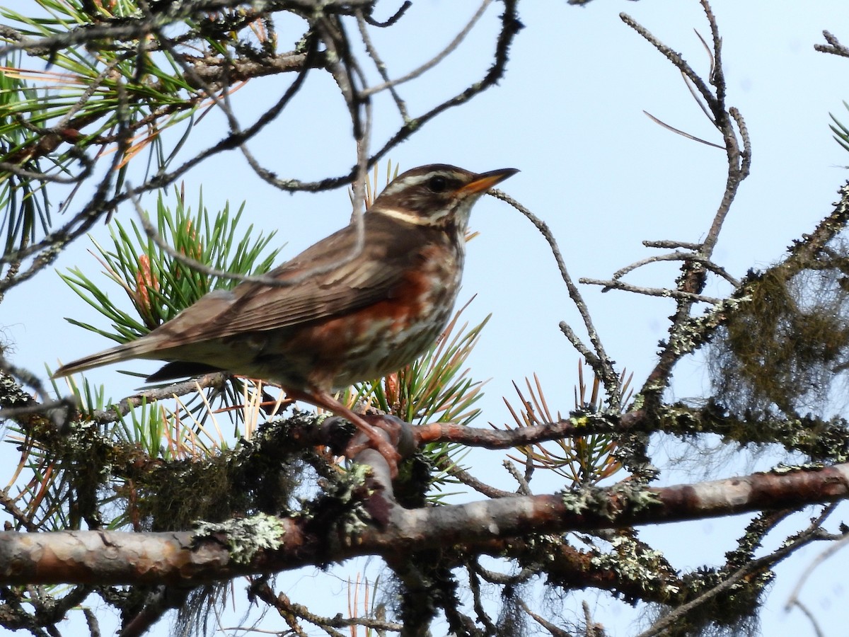 Redwing (Eurasian) - ML638317123