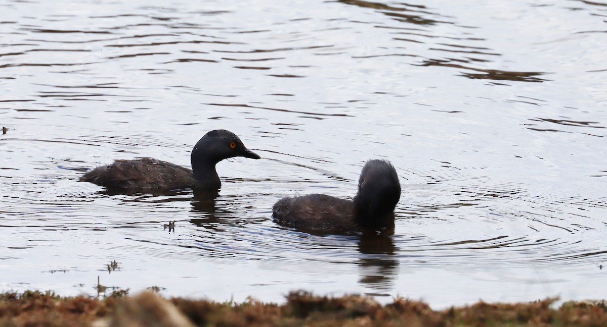 Least Grebe - ML638317126