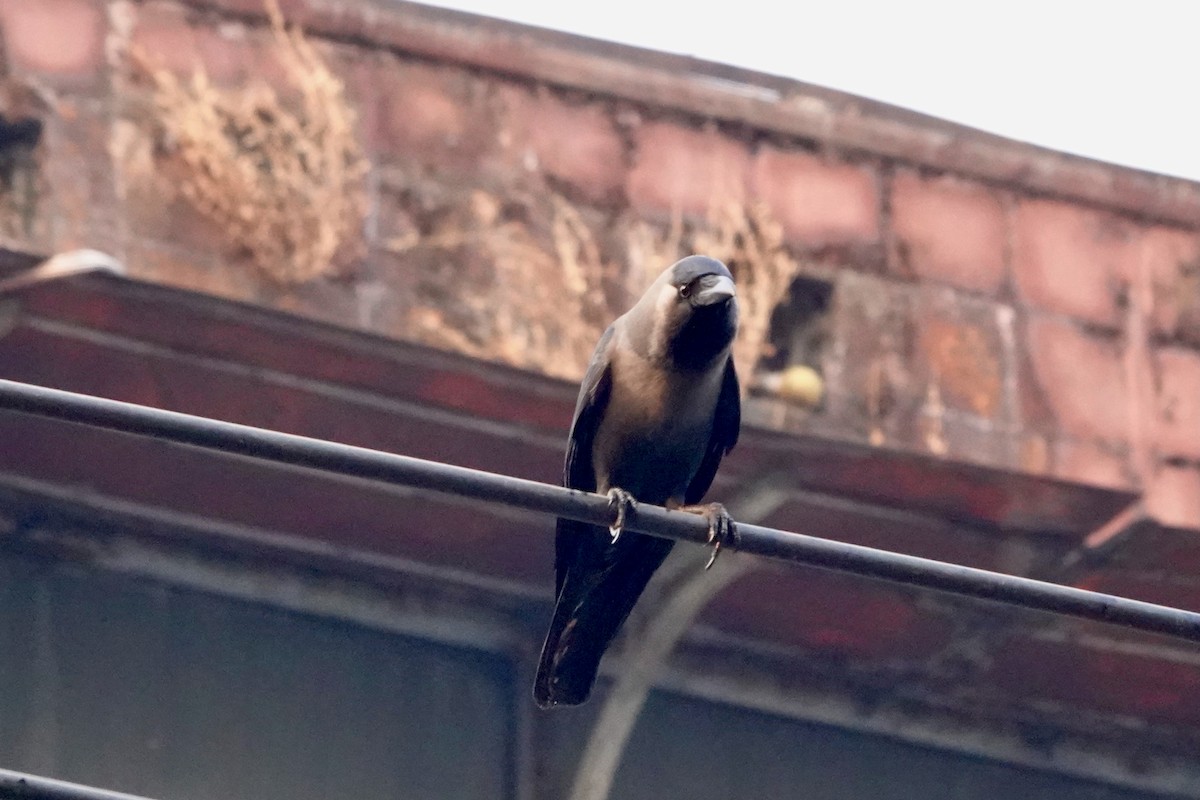 Corbeau familier - ML638317132