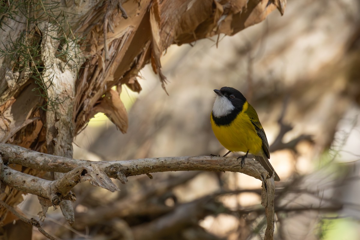 Golden Whistler (Western) - ML638317133