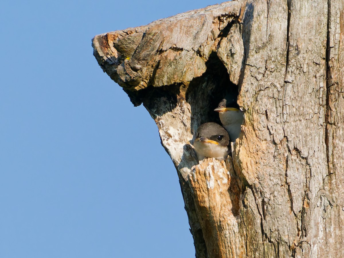 Tree Swallow - ML638317137