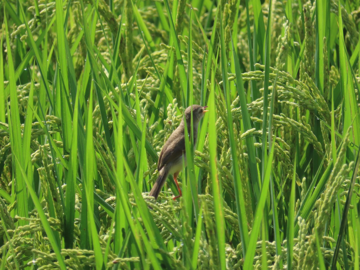 Plain Prinia - ML638317155