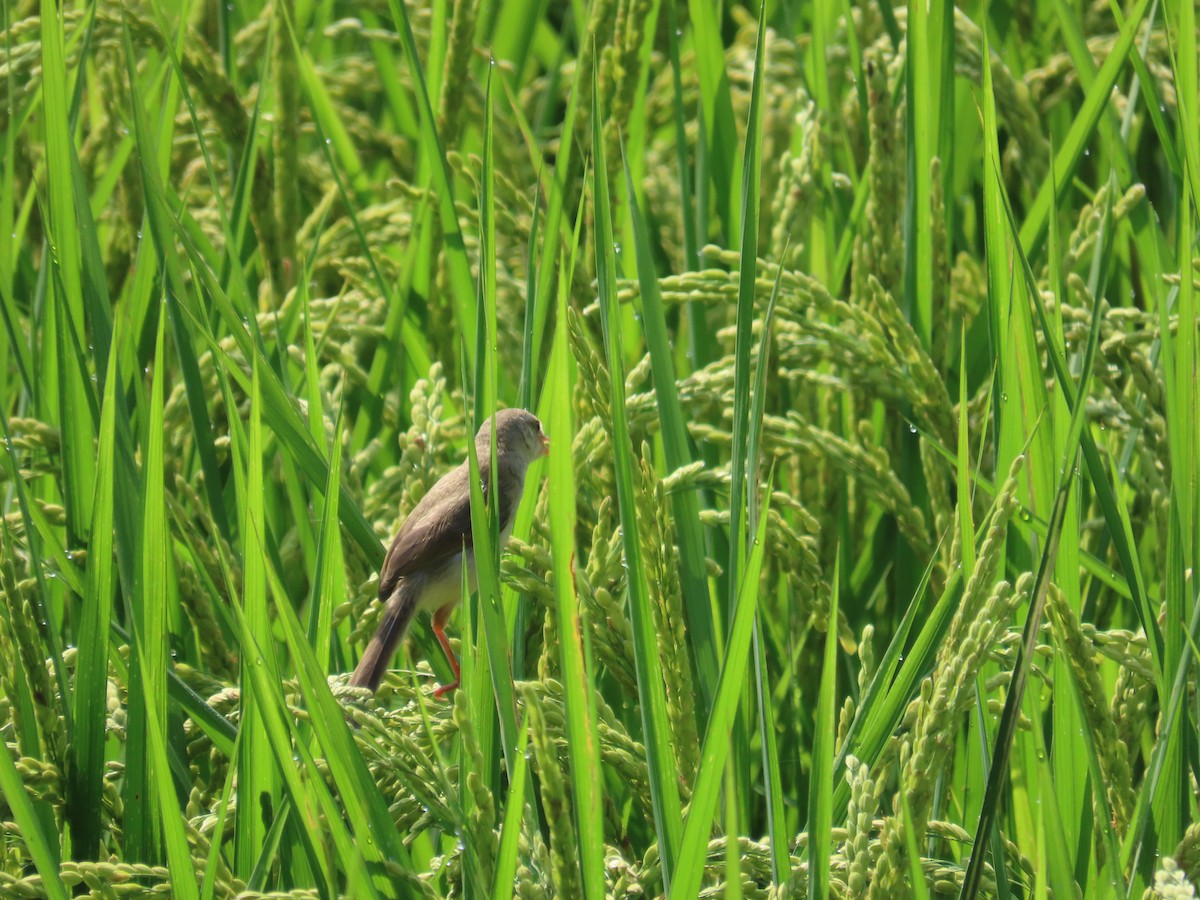 Plain Prinia - ML638317156