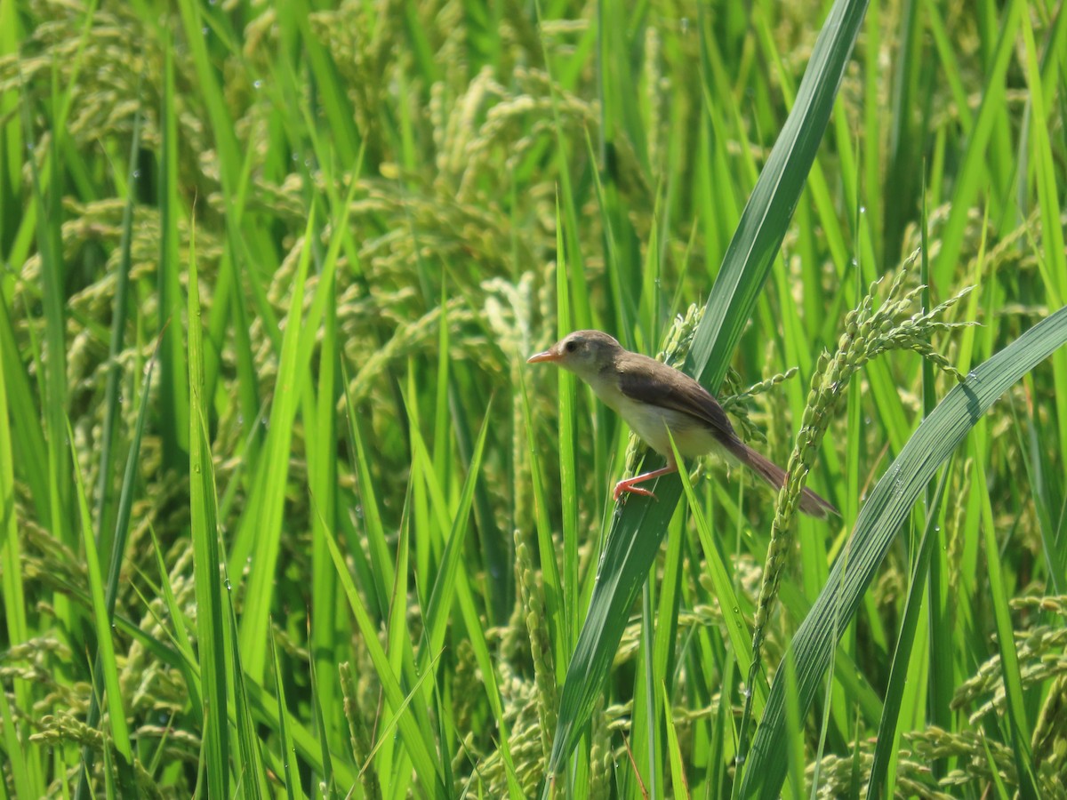 Plain Prinia - ML638317158