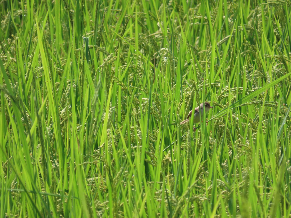 Plain Prinia - ML638317159