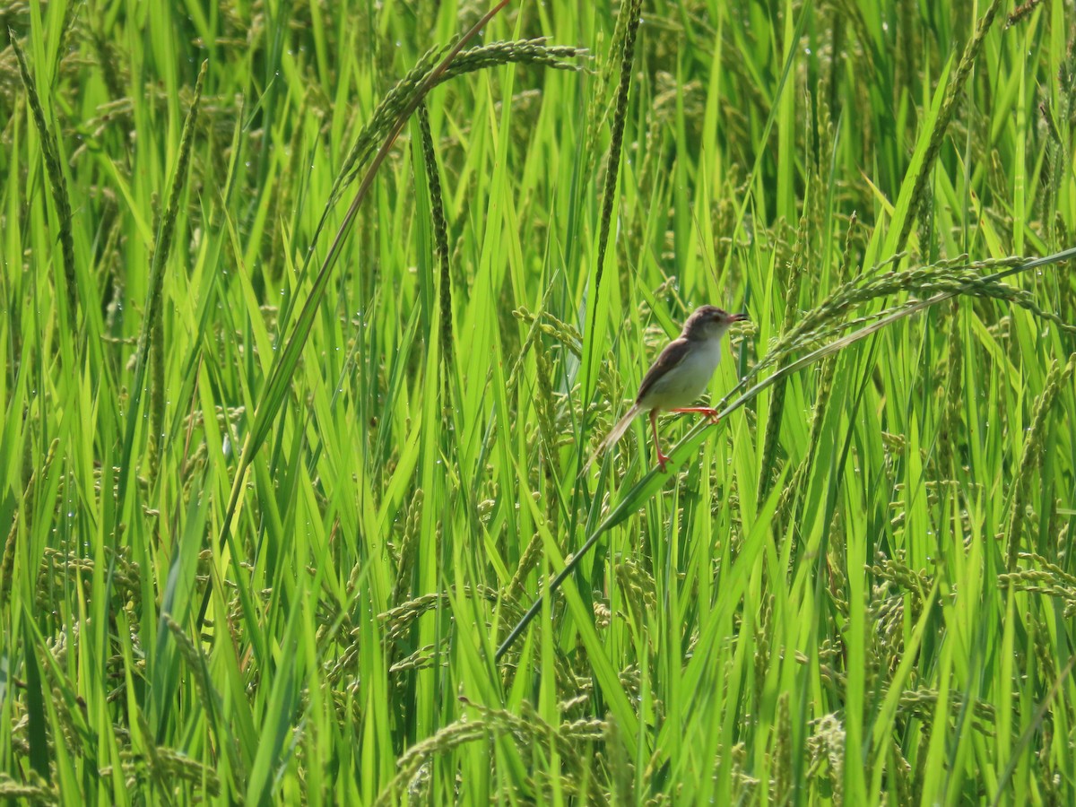 Plain Prinia - ML638317160