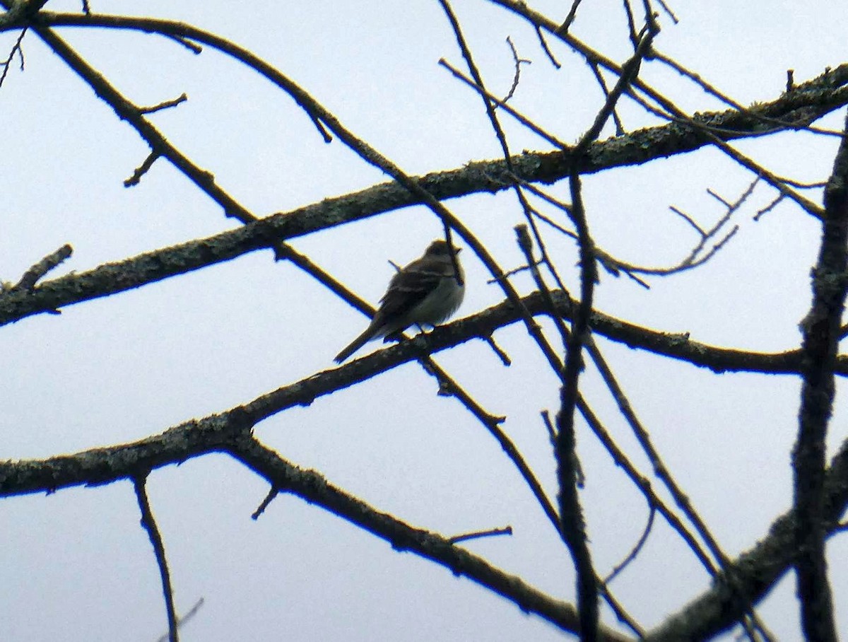 Alder Flycatcher - ML638317165