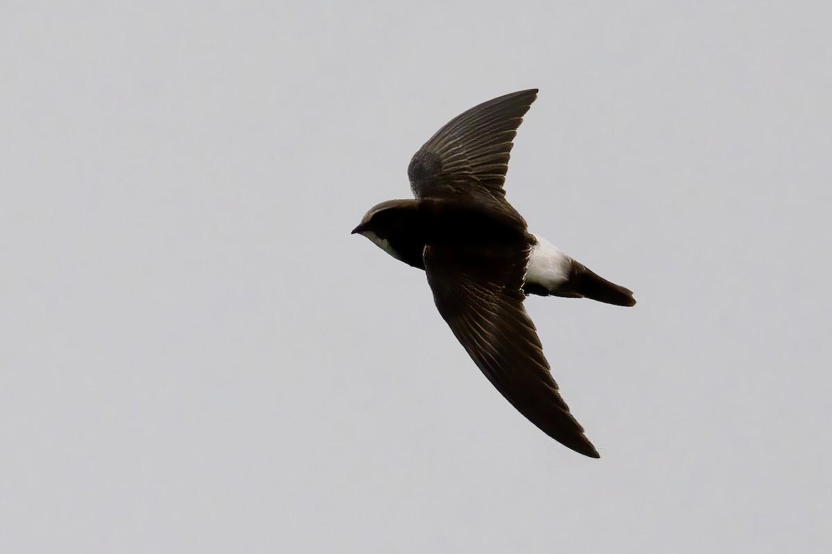 House Swift - ML638317167