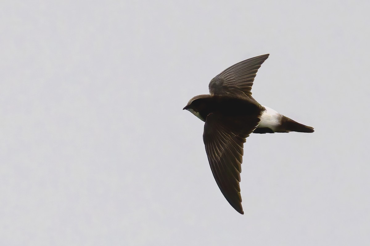 House Swift - ML638317168
