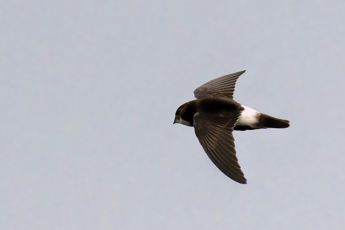 House Swift - ML638317169