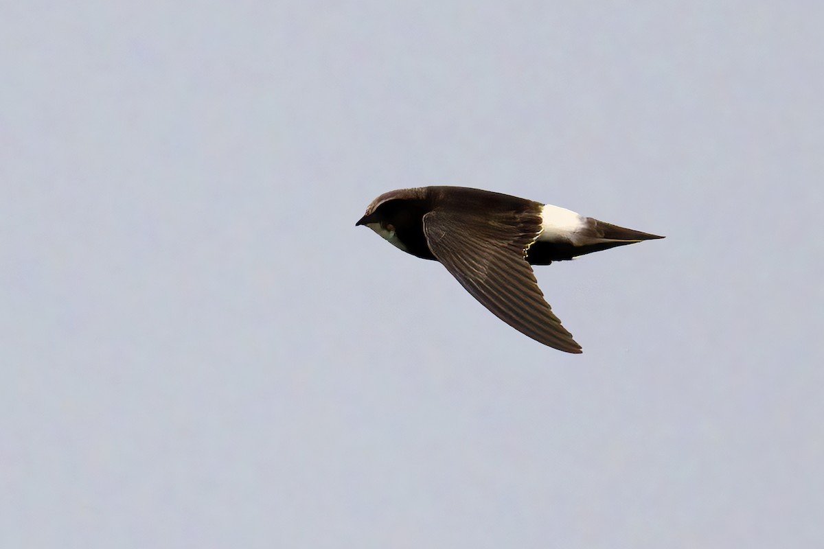 House Swift - ML638317170