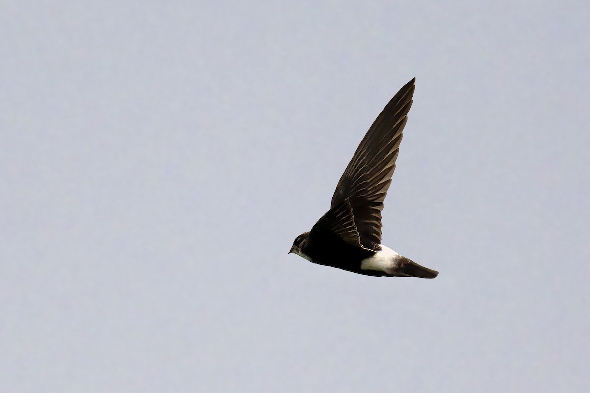 House Swift - ML638317171